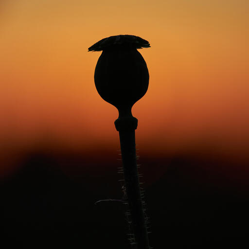 Kapsel im Sonnenuntergang