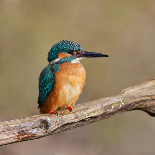 Eisvogel in seiner ganzen Pracht