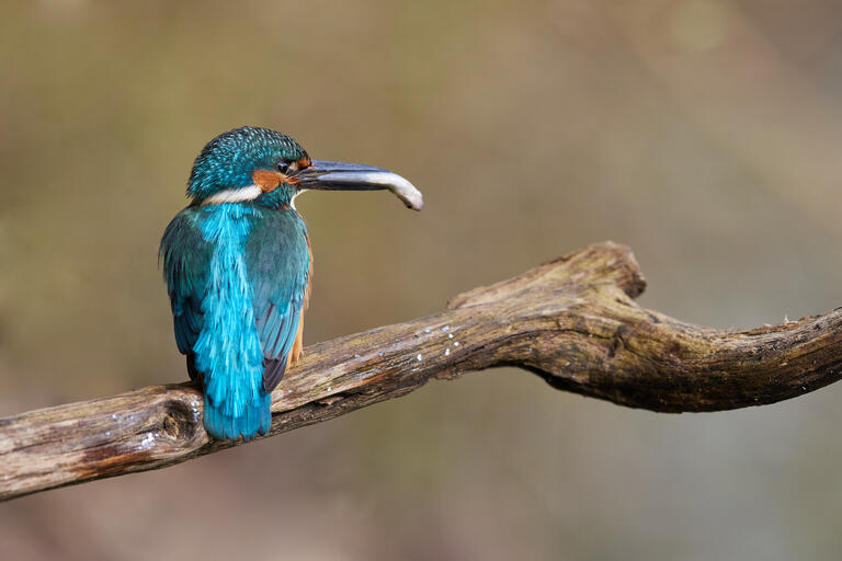 Eisvogel mit Beute